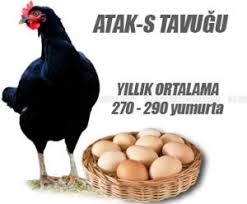 ATAKS YARKA > KAÇ AYLIKKEN YUMURTLAR?..