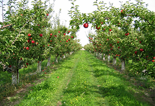 Satılık 980 Adet 5 Yaşında Açık Köklü Granny Smith Elma Fidanı