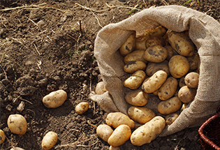 Satılık 150 Ton Granola Cinsi Patates